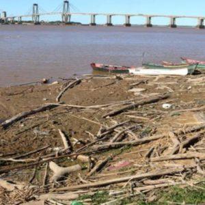 Aparecieron salmones en el río Paraná, ¿cuál es el impacto ambiental?
