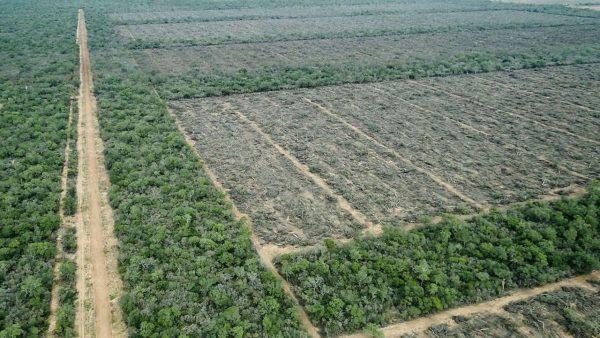Argentina perdió 7,6 millones de hectáreas de vegetación natural en los últimos 25 años 