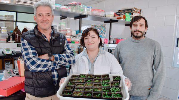 Científicos argentinos buscan desarrollar cultivos de alta densidad y mayor rendimiento