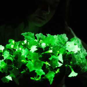 Cómo las plantas «brillantes» podrían ayudar a los científicos a predecir sequías