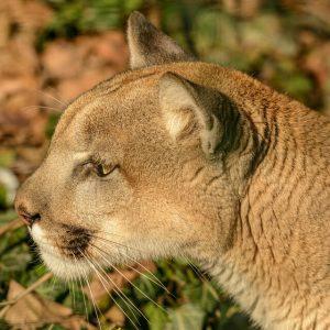 Organizaciones ambientalistas piden detener la caza de guanacos, pumas y zorros en la Patagonia