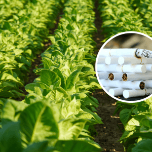 Proponen eliminar la producción de tabaco para mejorar el medioambiente