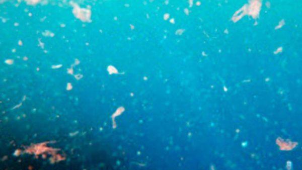 Científicos del Conicet hallaron microplásticos en peces nativos de Mendoza