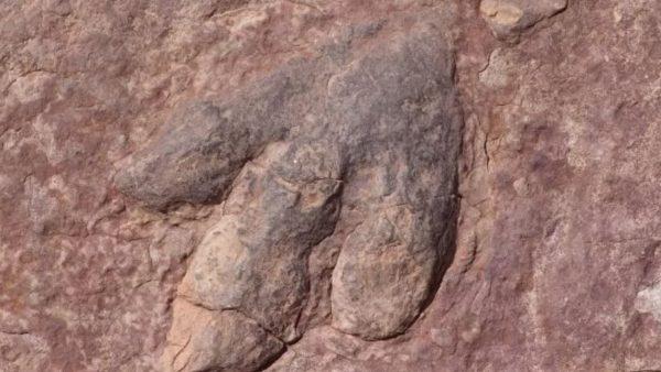 Hallaron más de 400 huellas fosilizadas de dinosaurios en China
