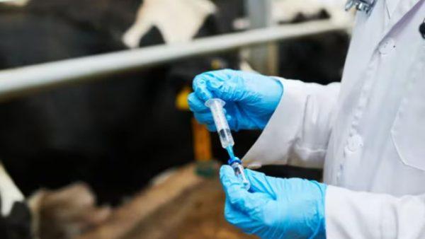 Hallaron un método a partir del excremento de vaca para limpiar el hidrógeno