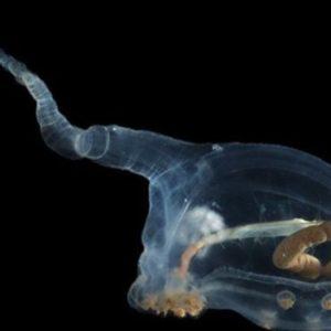 Hallaron especies con aspecto alienígena en el fondo del océano y lograron fotografiarlas