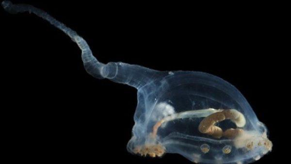 Hallaron especies con aspecto alienígena en el fondo del océano y lograron fotografiarlas