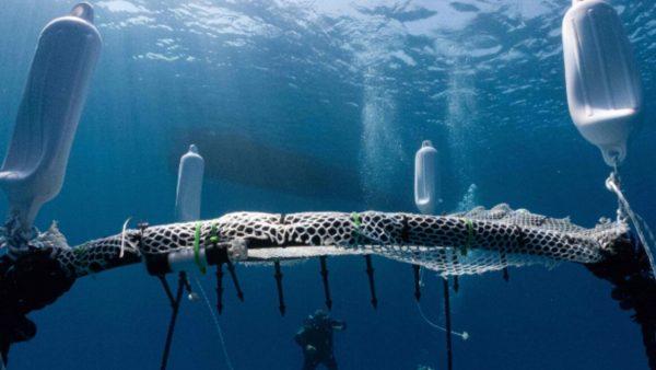 Instalaron un vivero flotante de coral en el Mediterráneo para luchar contra el cambio climático