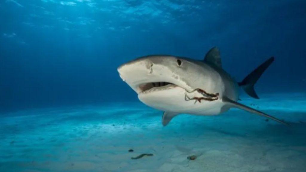 Científicos hallaron por primera vez cocaína en tiburones en la costa de Río de Janeiro