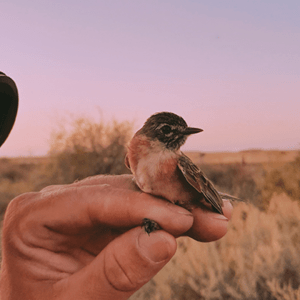 Lanzan becas de hasta $2 millones para investigar aves: cómo anotarse
