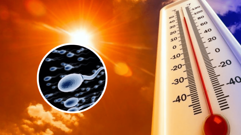 Es oficial: las olas de calor reducen la fertilidad masculina