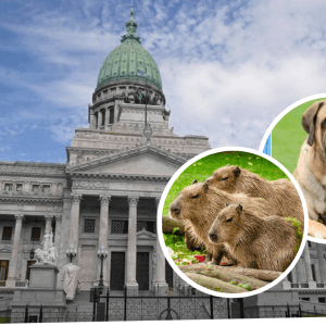 De la «Ley Conan» a la «Ley Carpincho»: cómo son los proyectos que buscan proteger a los animales del maltrato