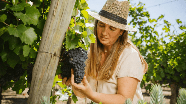 Día Internacional del Pinot Noir: 4 vinos y un espumante eco-friendly para celebrar