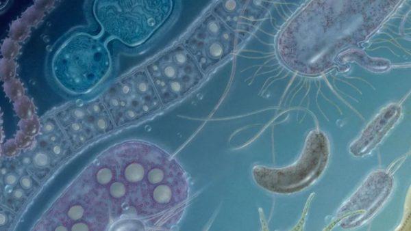 Una nueva bacteria pone en jaque a la comunidad científica y preocupa por los efectos que tiene en la salud de la humanidad