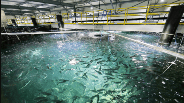 Esta tecnología promete convertir a la crianza de peces en una economía circular sostenible