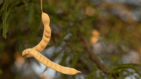 Con este ingrediente ancestral, una Pyme argentina produce alimentos que no generan deforestación