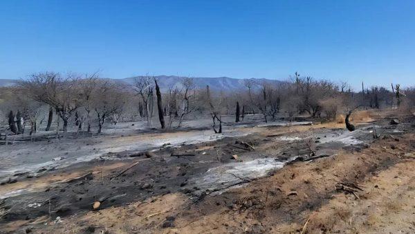 Científicos hallaron una especie felina después de 40 años y que se creía extinguida