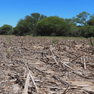 Chaco: la Justicia prorroga la prohibición de desmontes y exige más controles