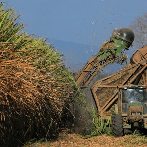 Los 25 cambios “revolucionarios” que pone en marcha el mayor grupo agroalimentario de Argentina