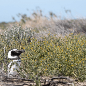 El juicio por la masacre de pingüinos en Punta Tombo, una oportunidad para condenar el ecocidio