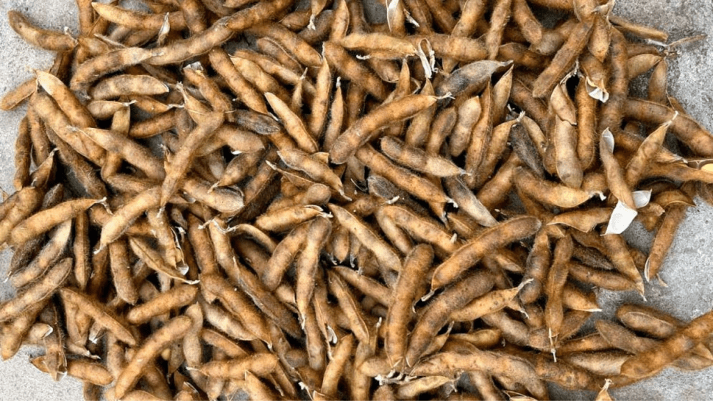Vainas de soja cosechadas, acumuladas y listas para su procesamiento agrícola