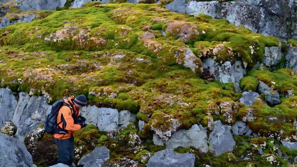 Tomaron imágenes satelitales de la Antártida que revelan el cambio de color: pasó de blanco a verde