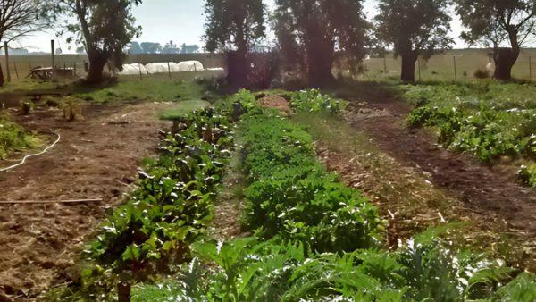 Los dueños de una chacra deberán remediar el pasivo ambiental que dejó la contaminación de una empresa