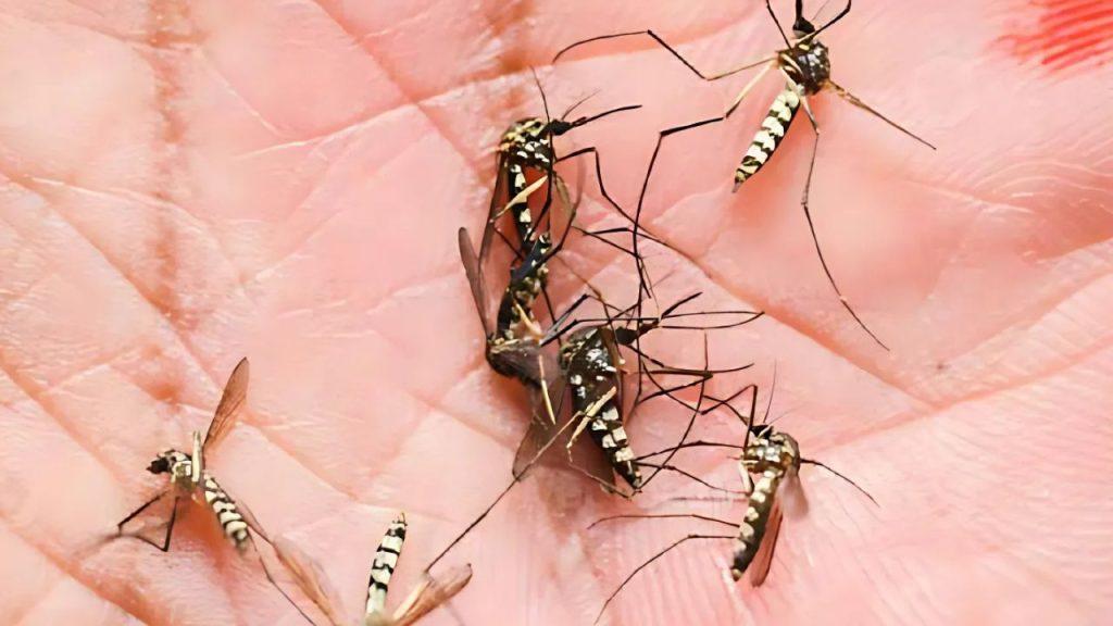 Científicos argentinos hallaron un error en los mosquitos que supondría un peligro en la reproducción