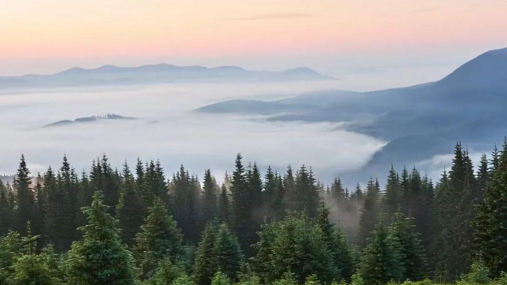 Más allá del carbono: nature positive como solución al cambio climático