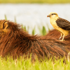 Lanzan una plataforma clave para la conservación de la biodiversidad en Argentina