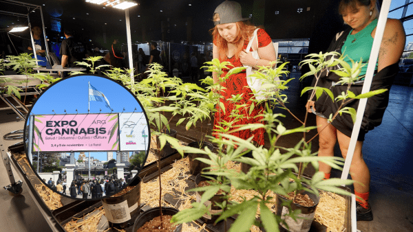 Vuelve Expo Cannabis con experiencias inmersivas, plantas, hongos y más de 100 actividades