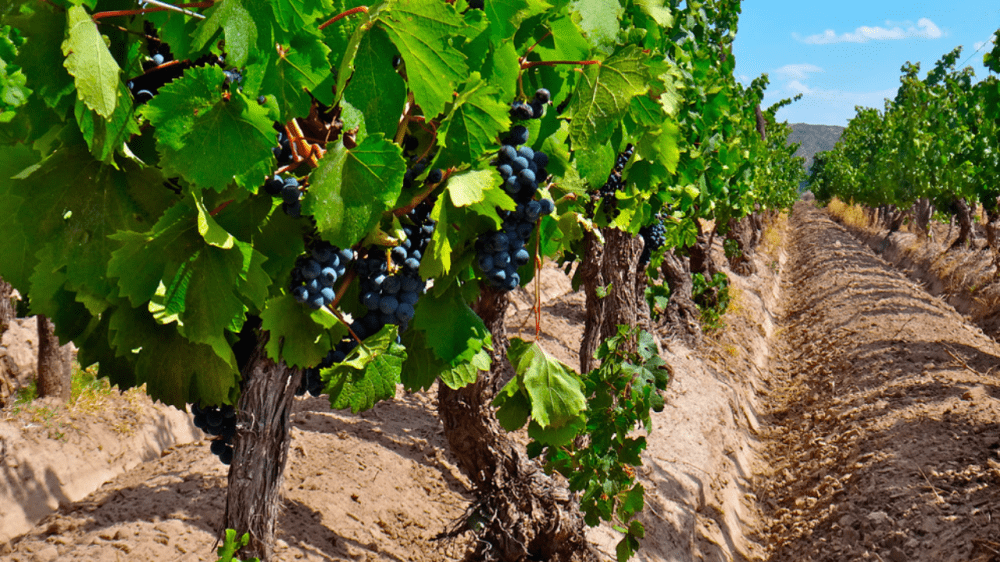 genoma malbec ciencia