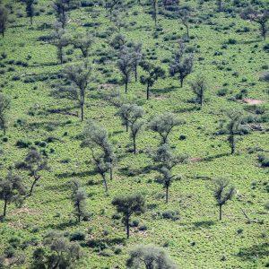 Enérgico rechazo de las provincias al decreto que elimina el fondo de los  bosques nativos