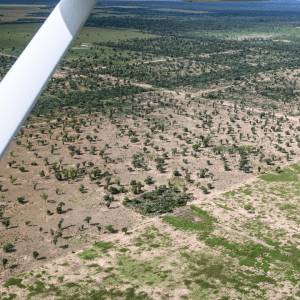 Greenpeace va a la Corte Suprema por la disolución del Fondo para la Protección de los Bosques Nativos