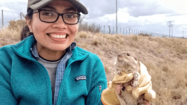 Descubren una especie única de roedor en Mendoza