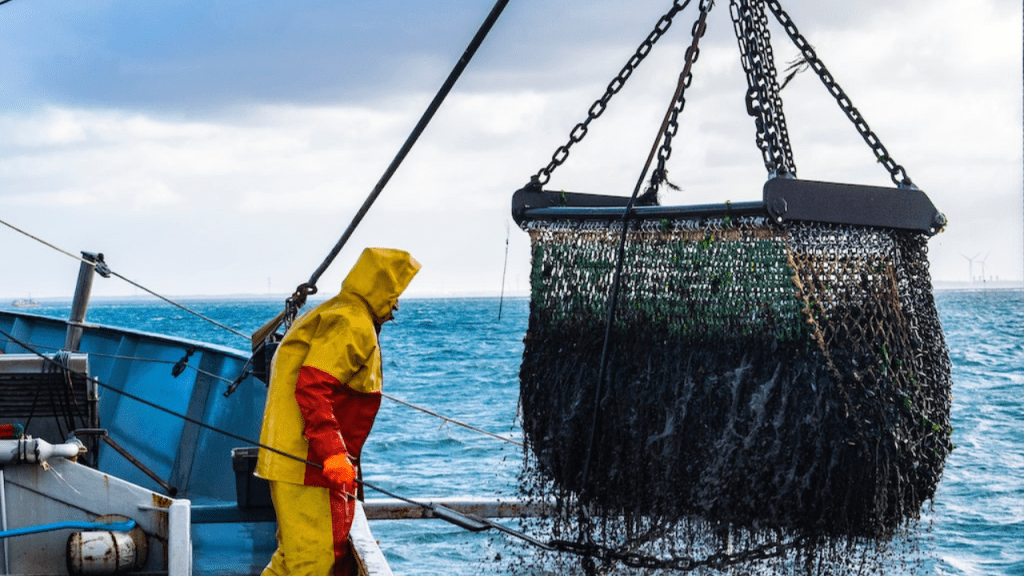 Pesca sostenible: 11 reglas para frenar el colapso de los océanos