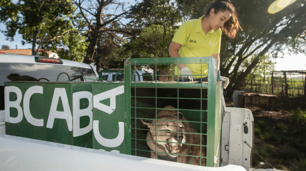 Ambiente trasladó seis pumas provenientes del tráfico de fauna a Uruguay