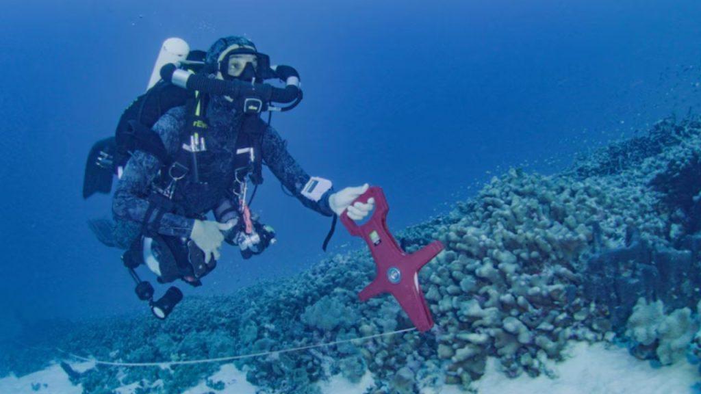 Descubren el coral más grande del mundo: “Creíamos que ya no quedaba nada por encontrar”