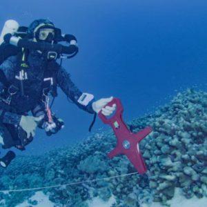 Descubren el coral más grande del mundo: “Creíamos que ya no quedaba nada por encontrar”