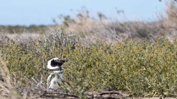 Masacre de pingüinos en Punta Tombo: condenan a Ricardo La Regina por maltrato ambiental y animal