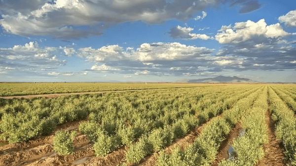 Qué es el guayule y por qué “revolucionará” la industria del neumático