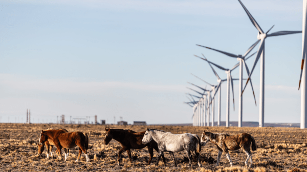 Esta energética invirtió más de u$s 2 millones en temas ambientales