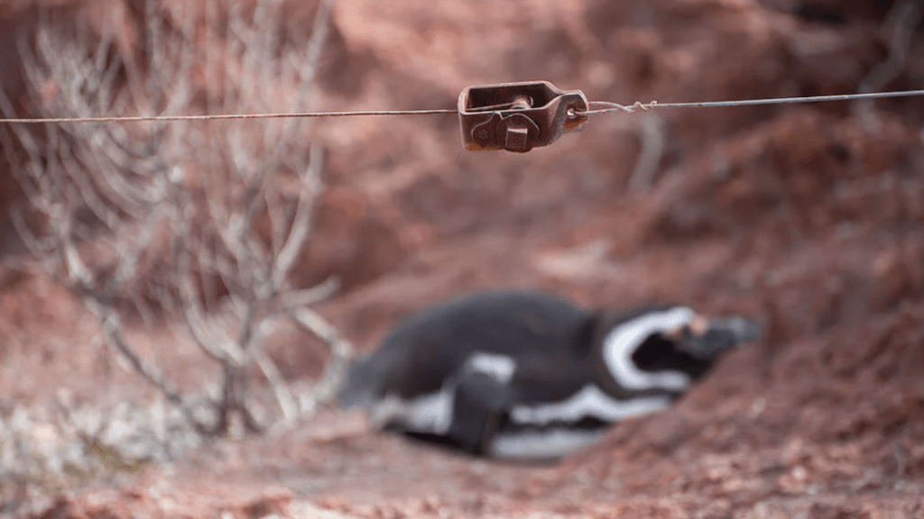 Masacre de pingüinos en Punta Tombo: por qué sienta un precedente en la defensa de los derechos de la naturaleza