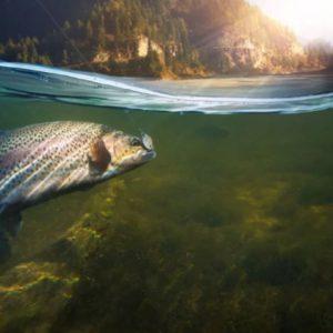 El cambio climático y su impacto en la pesca mundial: estos se desplazan hacia los polos