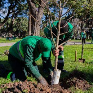 El Gobierno de la Ciudad completó el Plan de Arbolado 2024: ¿Cuántos árboles se plantaron?
