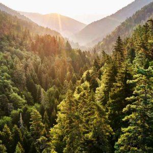 Con esta nueva herramienta, Microsoft busca proteger la biodiversidad en los rincones más remotos del planeta