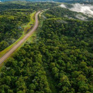 Cómo una startup argentina busca restaurar 45 millones de hectáreas de bosques, el plan más grande de América Latina