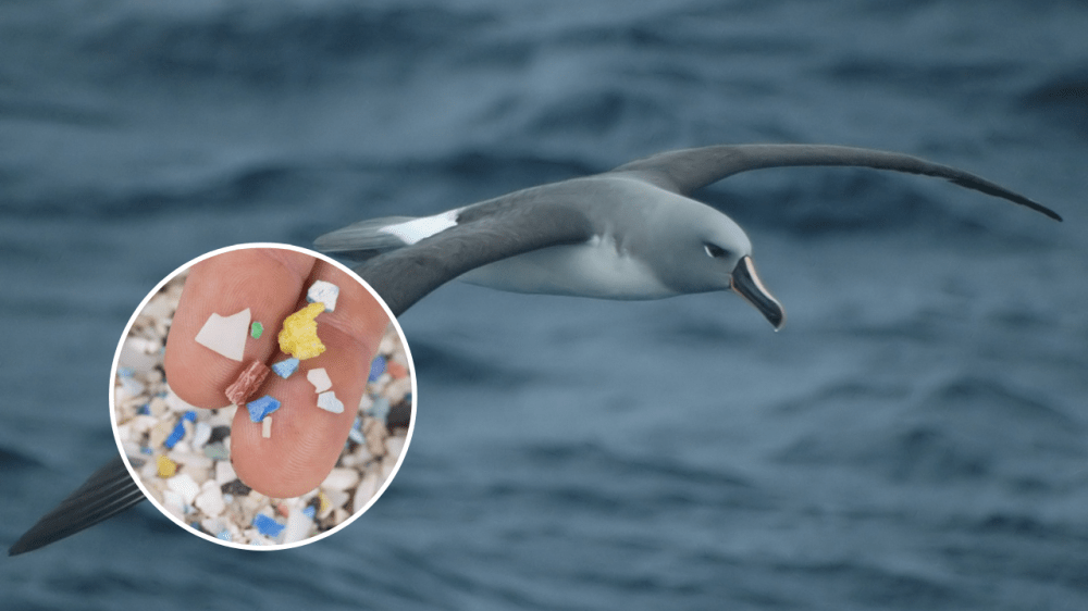 Nuevo estudio revela una alta frecuencia de ingesta de plásticos en aves marinas de Argentina y Brasil