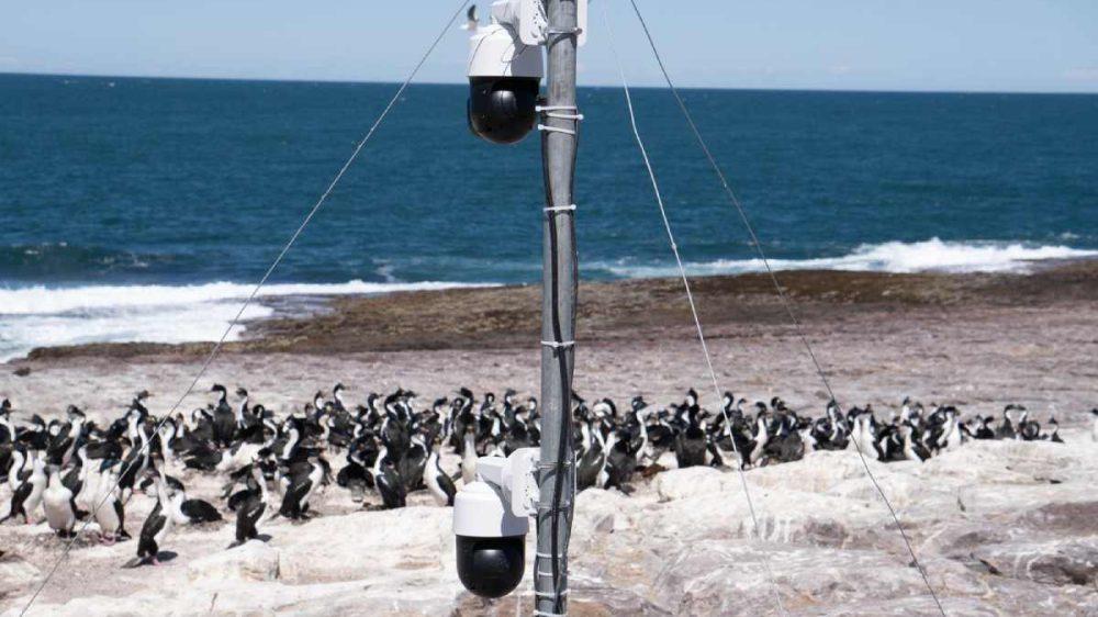 Innovación científica: cámaras en streaming para estudiar fauna marina en paisajes remotos de Chubut