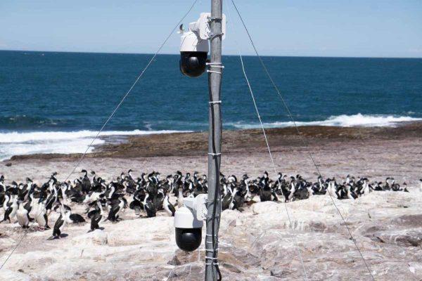 Con cámaras en streaming: así estudian a la fauna marina en paisajes remotos de Chubut